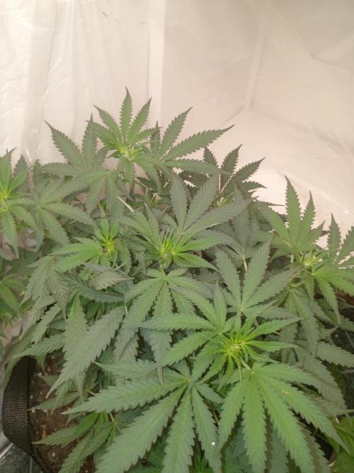 Red Hot Cookies. Week 11