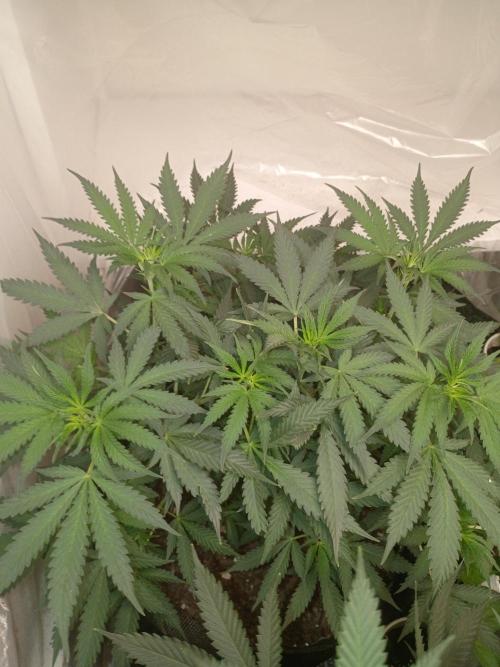 Red Hot Muffin. Week 11