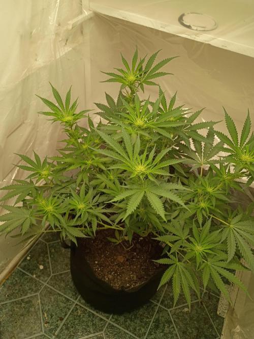 Red Hot Cookies. Week 13