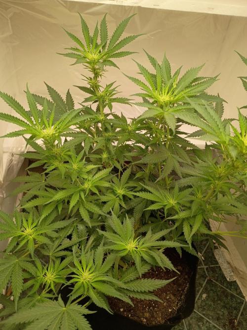 Red Hot Cookies. Week 13