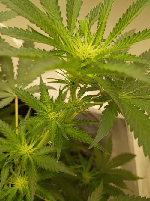 Red Hot Cookies. Week 13