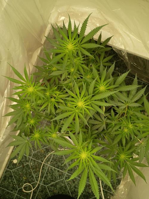 Red Hot Cookies. Week 13