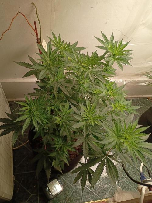 PEYOTE GORILLA. Week 13