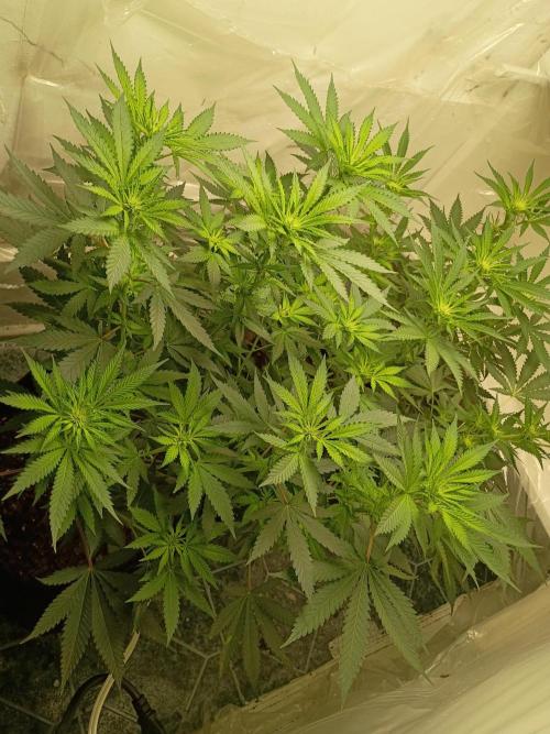 PEYOTE GORILLA. Week 13