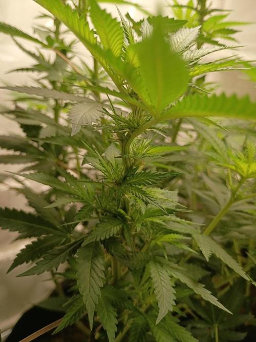 PEYOTE GORILLA. Week 13