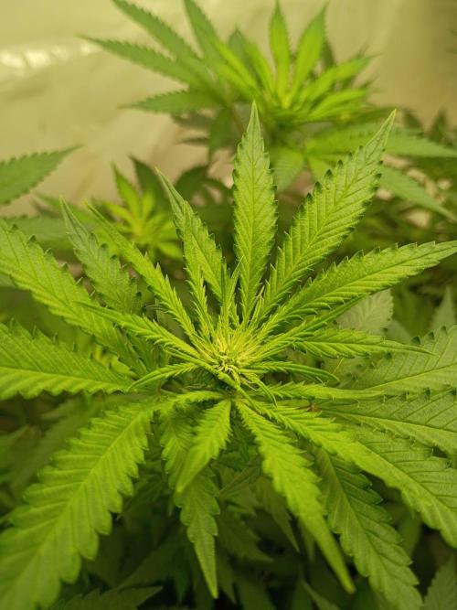 PEYOTE GORILLA. Week 13