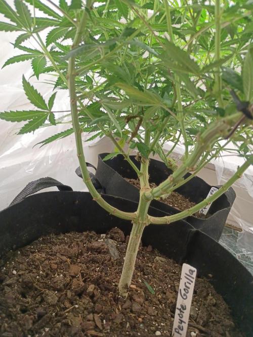 PEYOTE GORILLA. Week 13