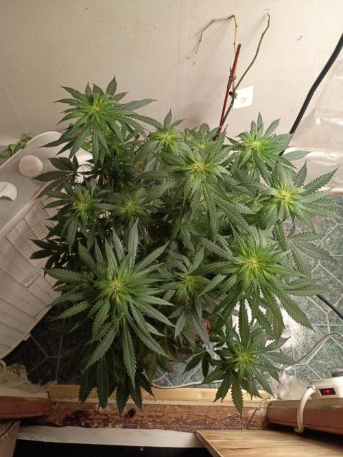 PEYOTE GORILLA. Week 14