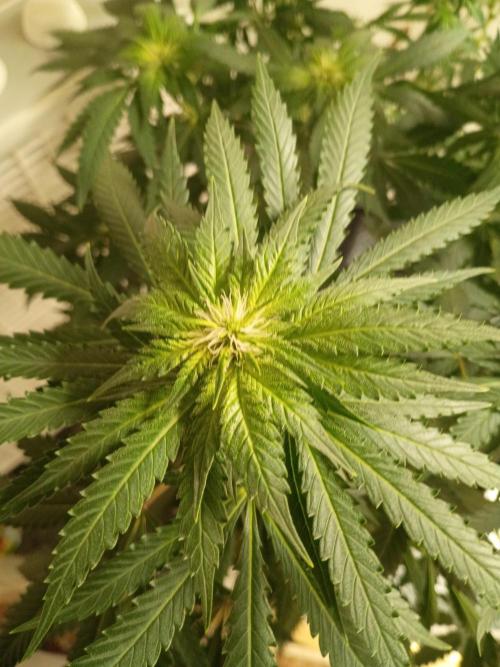 PEYOTE GORILLA. Week 14