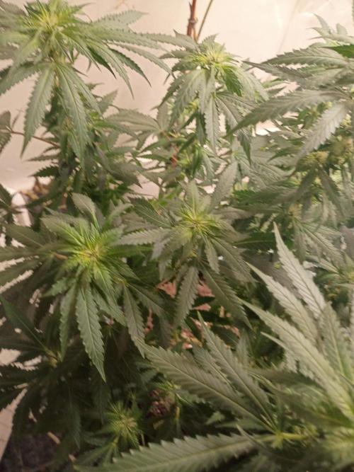 PEYOTE GORILLA. Week 14