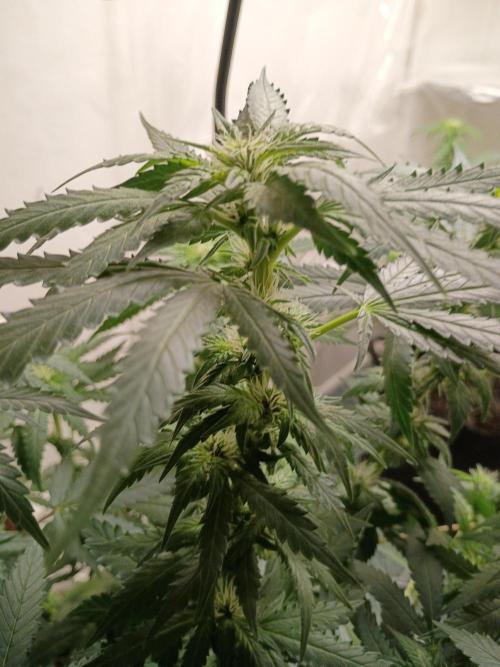PEYOTE GORILLA. Week 14