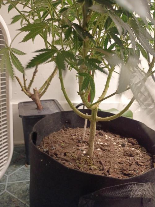 PEYOTE GORILLA. Week 14
