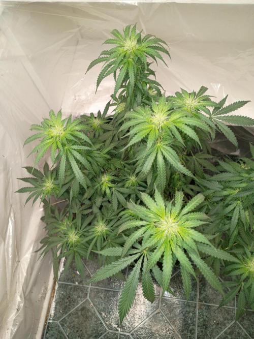 Red Hot Cookies. Week 15