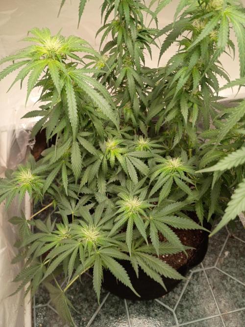Red Hot Cookies. Week 15
