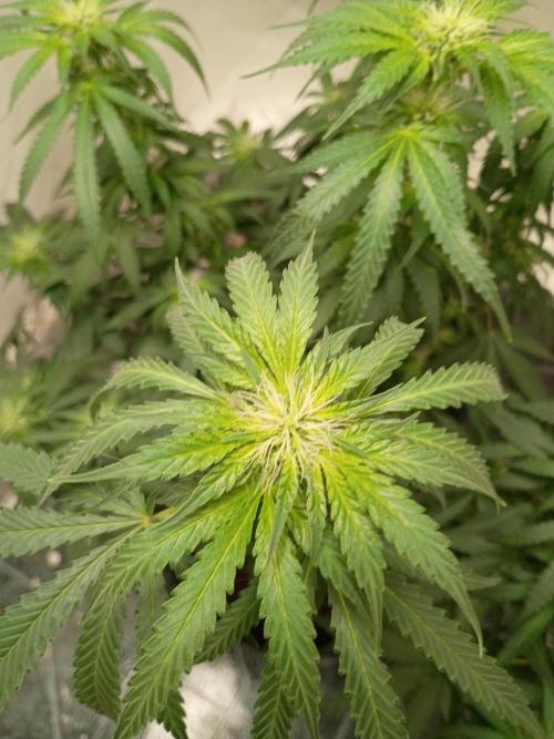 Red Hot Cookies. Week 15