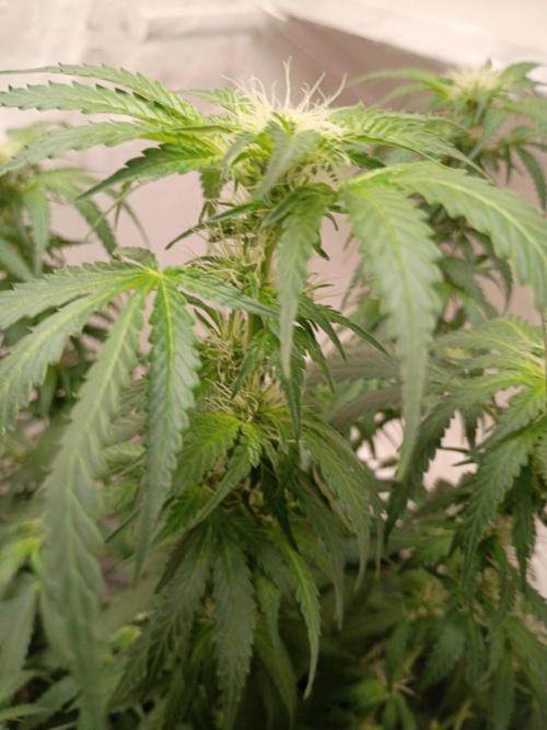 Red Hot Cookies. Week 15