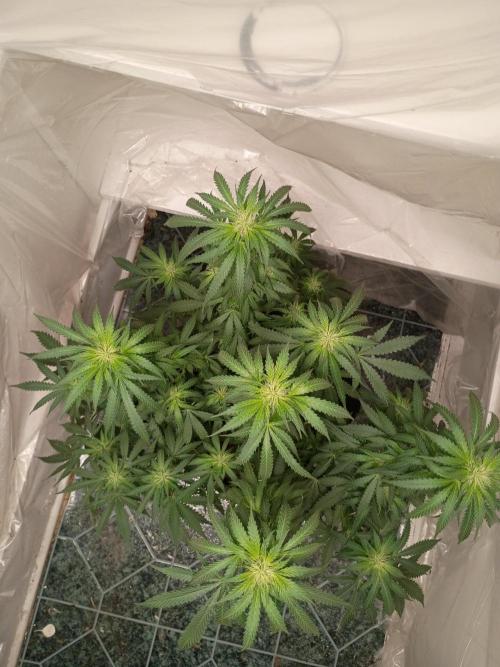 Red Hot Cookies. Week 15