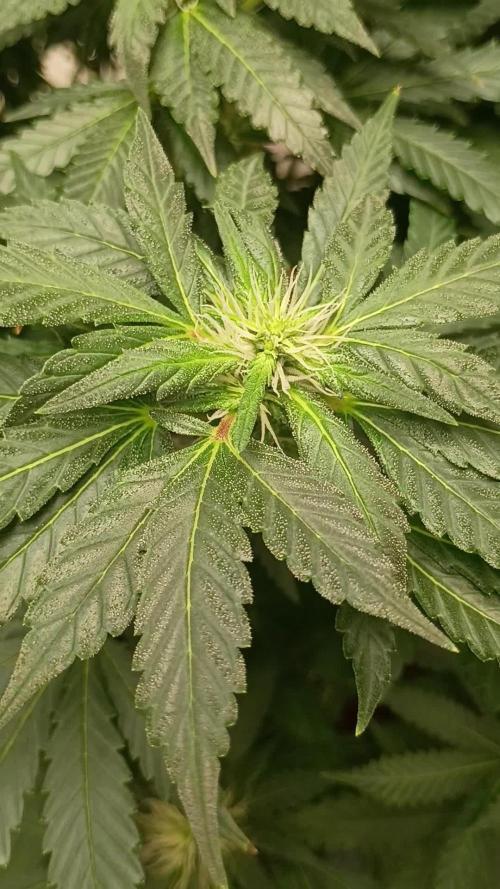 PEYOTE GORILLA