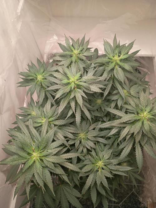 PEYOTE GORILLA. Week 16