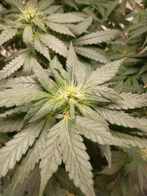 PEYOTE GORILLA. Week 16