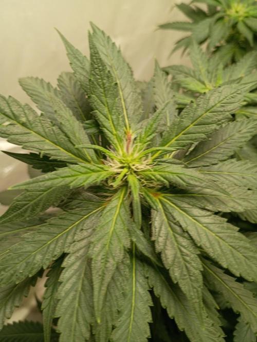 PEYOTE GORILLA. Week 16