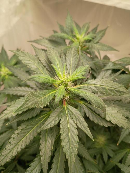 PEYOTE GORILLA. Week 16