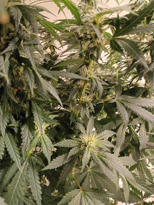 PEYOTE GORILLA. Week 16
