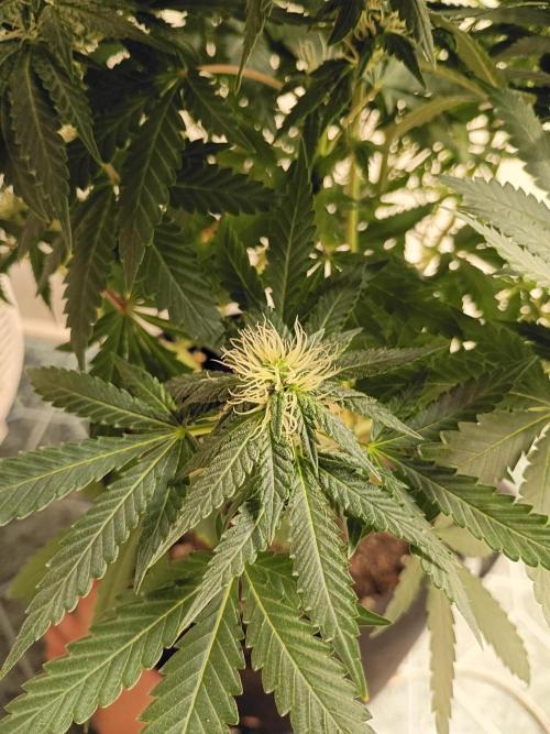 PEYOTE GORILLA. Week 16
