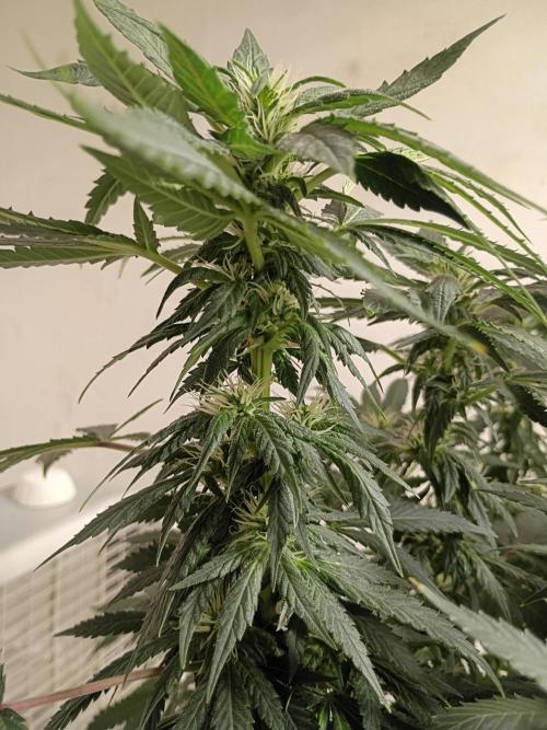 PEYOTE GORILLA. Week 16
