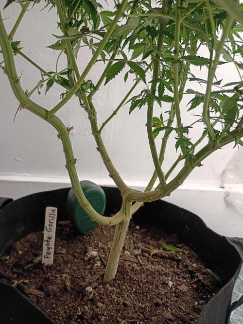 PEYOTE GORILLA. Week 16