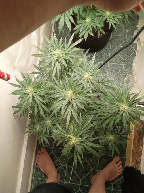 Red Hot Cookies. Week 16