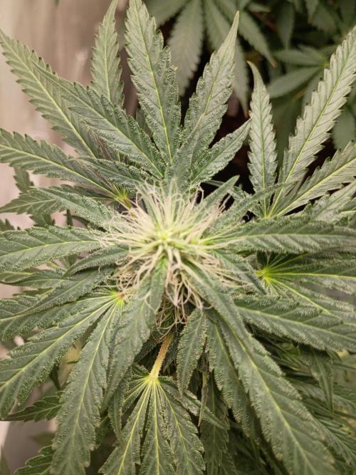 Red Hot Cookies. Week 16