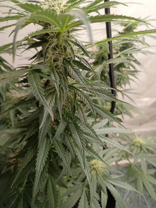 Red Hot Cookies. Week 16