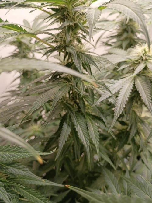 Red Hot Cookies. Week 16