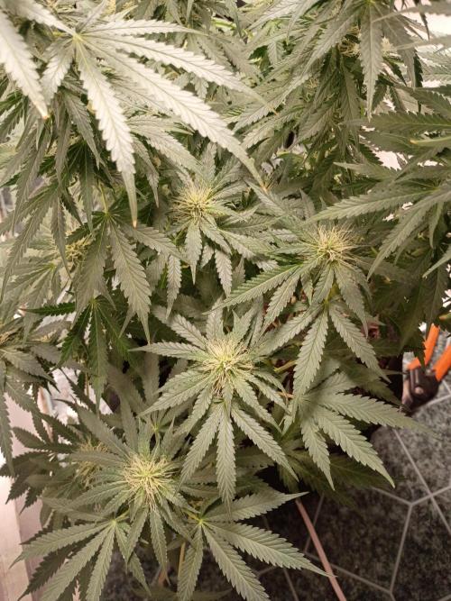 Red Hot Cookies. Week 16
