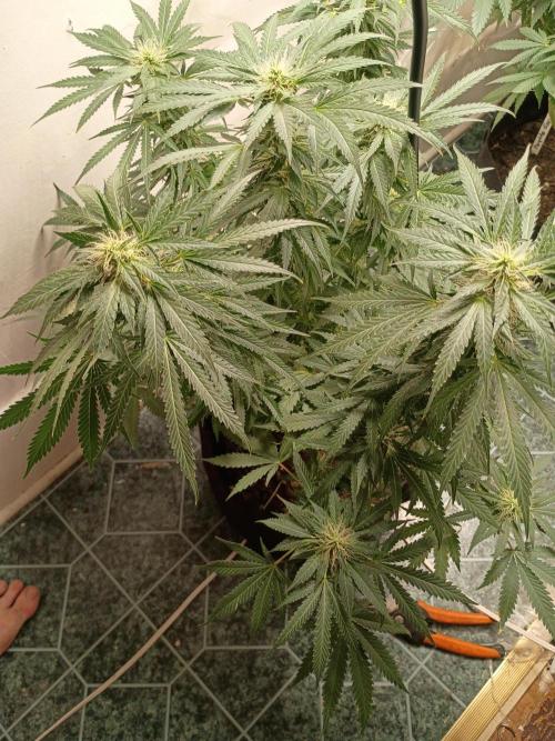 Red Hot Cookies. Week 16