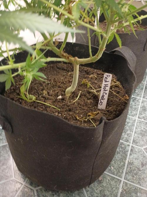 Red Hot Cookies. Week 16