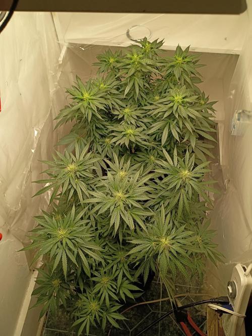 Red Hot Muffin. Week 16