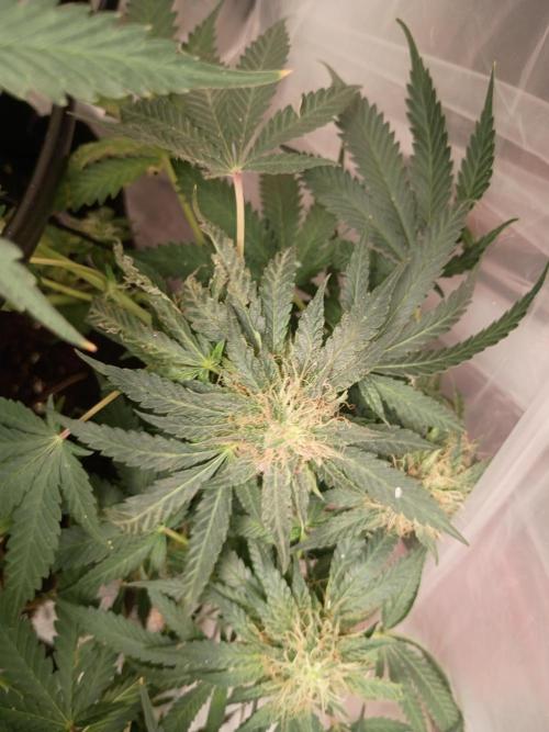 Red Hot Cookies. Week 17