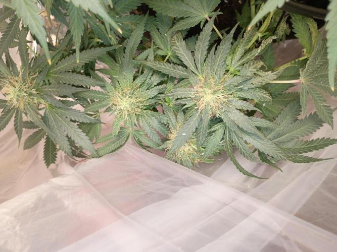 Red Hot Cookies. Week 17