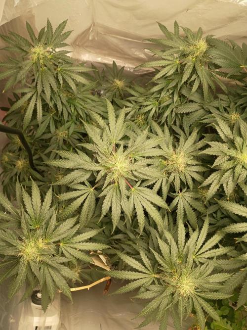 Red Hot Cookies. Week 17