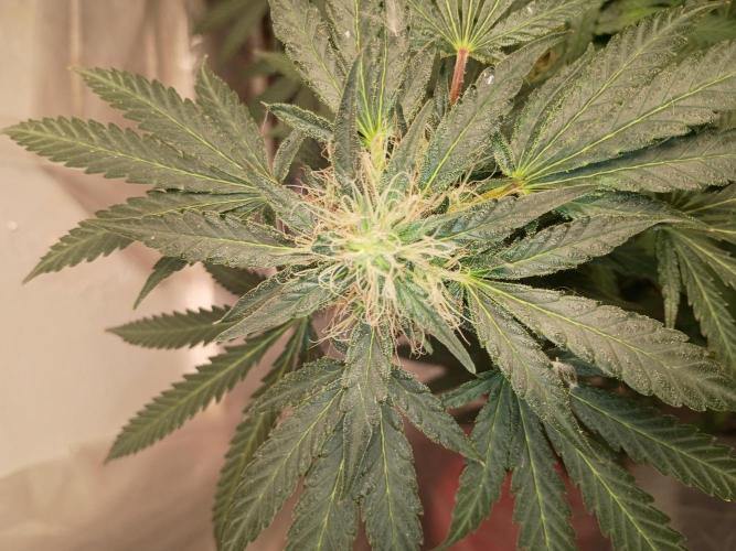 Red Hot Cookies. Week 17
