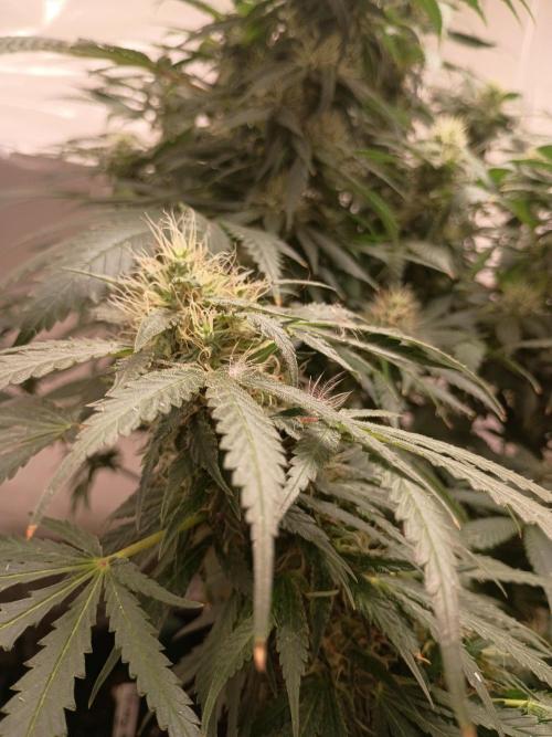 Red Hot Cookies. Week 17