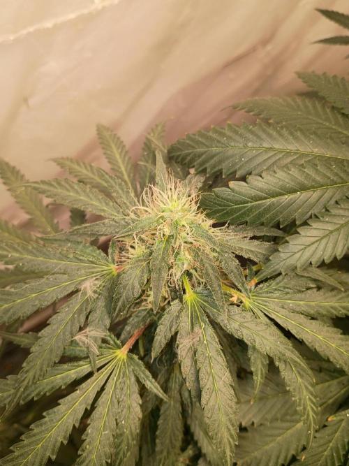 Red Hot Cookies. Week 17