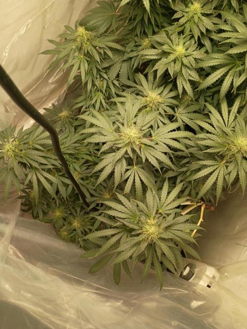 Red Hot Muffin. Week 17