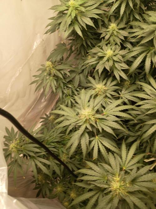 PEYOTE GORILLA. Week 17