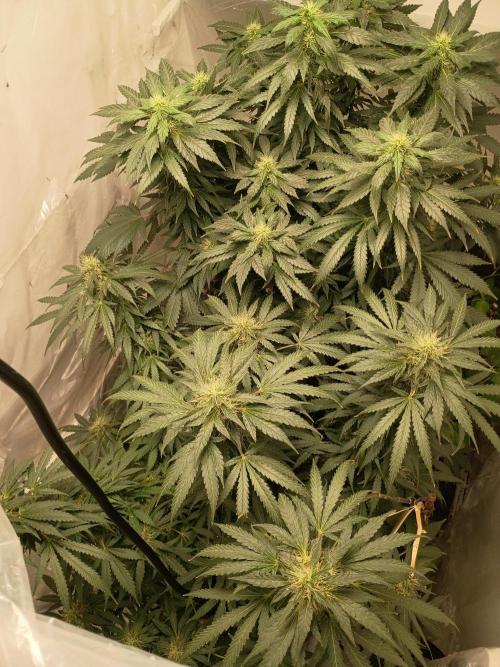 PEYOTE GORILLA. Week 17