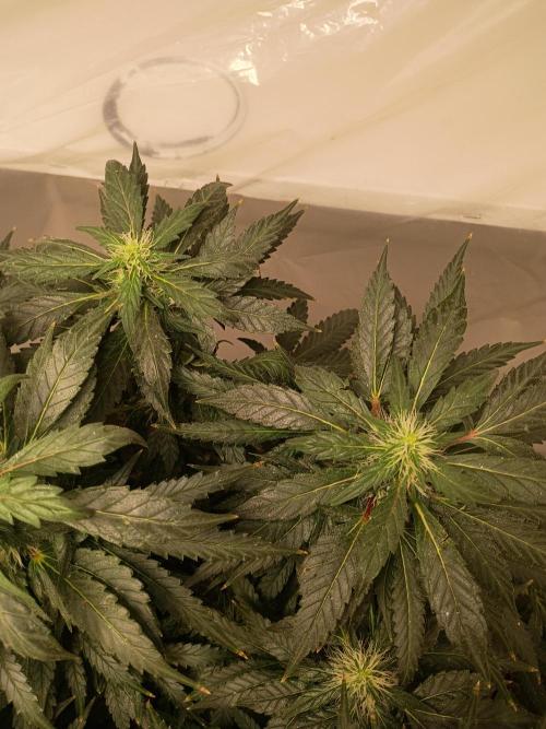 PEYOTE GORILLA. Week 17