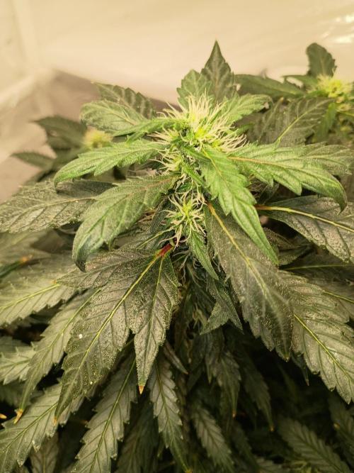 PEYOTE GORILLA. Week 17