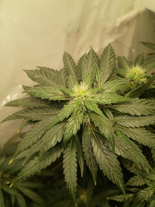 PEYOTE GORILLA. Week 17